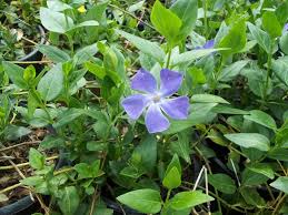 Invasive exotic pest plants in tennessee (19 october 1999). Posts Tagged Invasive Mariposa County Master Gardener Program