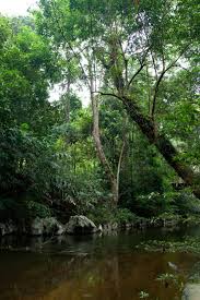 Taman negara pahang, sungai relau, merapoh. Birds And Mammals Of Taman Negara In Malaysia Chris Hill Wildlife Photography