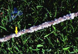 7 of the best azalea and rhododendron varieties. Azalea Bark Scale Sooty Mold Is Also Present On Bark Download Scientific Diagram