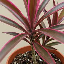 Image result for dracaena