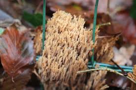 Image result for Ramaria stricta