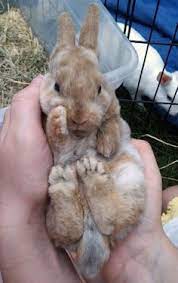 32 Honey Bunny Ideas Bunny Party Bunny Birthday Party Bunny Birthday