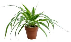 Image result for Chlorophytum sparsiflorum