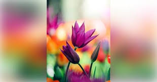 Kimberlee Hope Gross Obituary (2023)