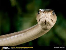If a panther calls, don't anther. 49 Black Mamba Wallpaper On Wallpapersafari