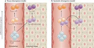 The precursors of CD8+ tissue resident memory T cells: from lymphoid organs  to infected tissues 