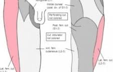 Image result for Pelvic Compression Test