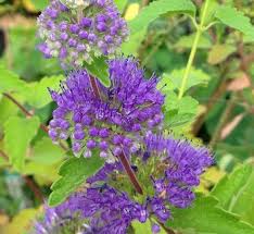 Image result for Caryopteris odorata