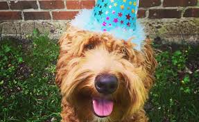 Our site frequently gives you hints for refferencing the maximum quality video and image content, please kindly hunt and locate more informative video content and images that match your. Beaumont Puppy Love