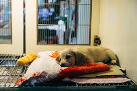 Und daher besteht ein hohes infektionsrisiko. Impfung Hund Alles Was Du Wissen Musst Welpenblicke