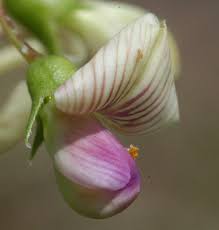 Image result for Lessertia macrostachya