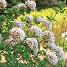 Viburnum plants can also produce intoxicatingly fragrant flowers, which attract humans, birds, and butterflies. Viburnum Carlesii White Flower Farm