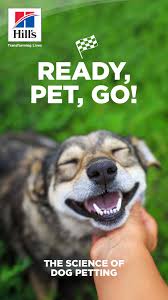 Do Dogs Like To Be Petted Hill S Pet Dog Expressions Dog Pet Beds Pets