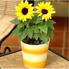 Halaman ini memuat kumpulan nama latin bunga dan tanaman hias. Jual Biji Bunga Matahari Kecil Mini Sunflower Di Lapak Urban Seeds Bukalapak