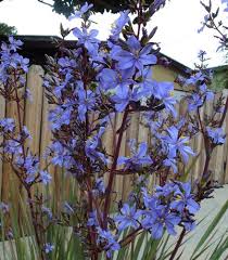 Image result for Aristea abyssinica