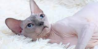 Regional Sphynx Cat Breeder In Denver Colorado Co Kittens Are Searching For Their New Family Sphynx Cats And Kittens