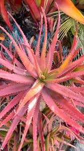 Image result for Aloe cameronii