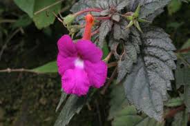 Image result for Rhaptopetalum roseum