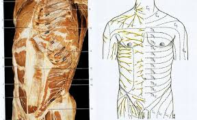что находится с левой стороны под ребрами у человека Prostrel V Grudi Chto Takoe Mezhrebernaya Nevralgiya I Kak Ot Nee Izbavitsya