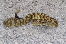 Keep in mind that a rattlesnake uses its bite as a defense mechanism. What Happens When A Rattlesnake Bites With Pictures And Facts Embora Pets