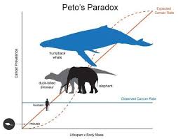You can see the humpback in all the oceans between latitudes 60ºs to 65ºn. Researchers Break Down Dna Of World S Largest Mammals To Discover How Whales Defy The Cancer Odds