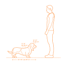 Basset Hound Dimensions & Drawings | Dimensions.com