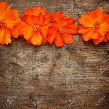 Check spelling or type a new query. Orange Flowers On Wooden Background Stock Photo Picture And Royalty Free Image Image 16776351