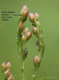 Image result for Faurea intermedia