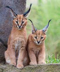 Pin On Mascotas Y Otros Animales