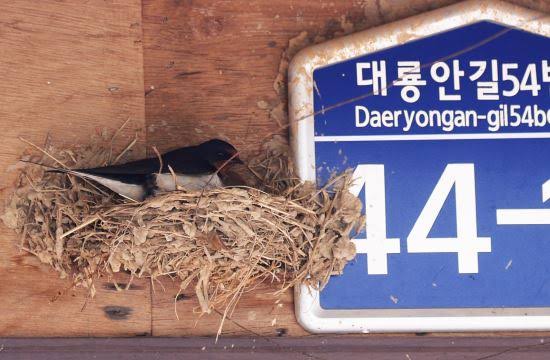 교동도