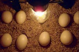 We did not find results for: Cara Menetaskan Telur Ayam Dengan Lampu 5 Watt Harga Mesin Penetas Telur