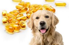Huile De Poisson Pour Chien Benefices Et Quantites Tout Savoir Sur L Alimentation Du Chien Fish Oil Dogs Dog Benefits Dog Cold