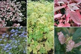 Elles gardent leur feuilles en hiver. Arbuste D Ombre 10 Varietes Indispensables Au Jardin