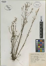 Image result for Hypericum quartinianum