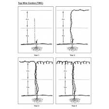 Image result for grape pruning