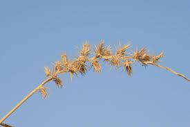 Image result for Cenchrus biflorus