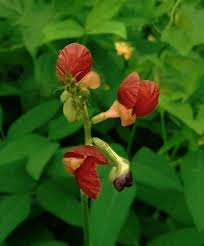 Image result for Macroptilium atropurpureum