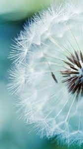 Dandelion Puff Ball Cabin Cottage Dandelion Wallpaper Spring Wallpaper Nature Photography