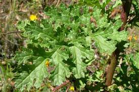 Image result for Senecio ruwenzoriensis