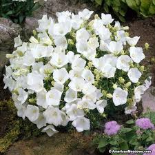 Rapido White Bellflower White Perennial Flowers Growing Roses Spring Plants