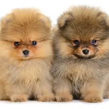 Descendent of large sled dogs, the pomeranian is a sociable dog with a lush coat of hair. Pomeranian Puppies For Sale