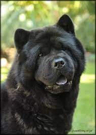 They can live in extremely brutal conditions because of the protection from the undercoat. Pin On Dogs Cats