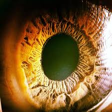 Close Up To The Human Eye Iris Eyes Close Up Pinterest Eye Close Up Human Eye Iris Eye