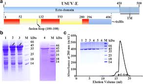 Current exchange rate euro (eur) to us dollar (usd) including currency converter, buying & selling rate and historical conversion chart. Crystal Structure Of Usutu Virus Envelope Protein In The Pre Fusion State Virology Journal Full Text