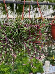 Image result for Senecio