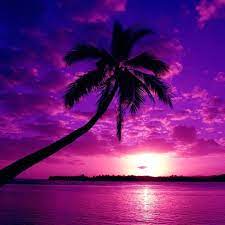 Check spelling or type a new query. Spring Into Colorful Monochromatic Photographs Purple Sunset Purple Sky Beautiful Nature