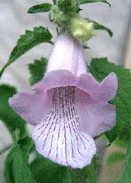 Image result for Ceratotheca triloba