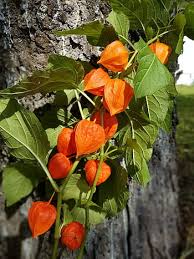 Check spelling or type a new query. Royalty Free Chinese Lantern Flower Photos Free Download Pxfuel