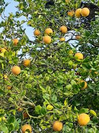 Image result for Citrus trifoliata