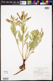 Image result for Cassia angolensis